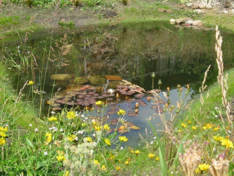 Kleingewässer – früher allgegenwärtig, heute fast verschwunden