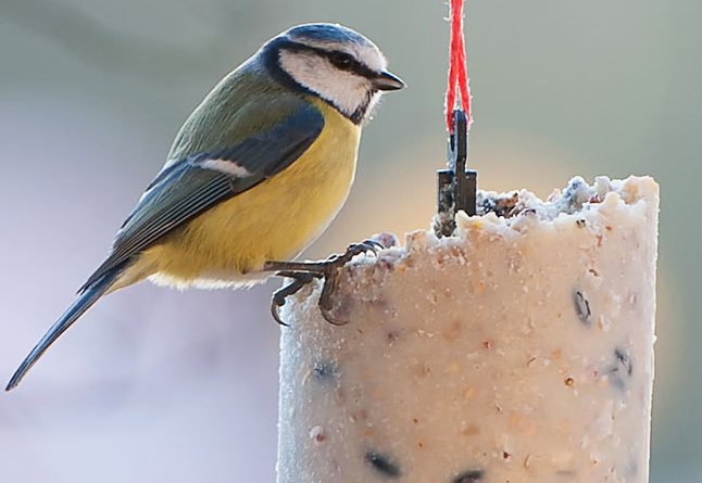 Der Countdown für die Winterfütterung läuft