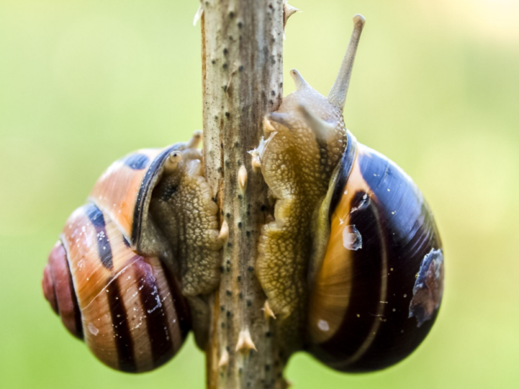 Die Schnecken sind unterwegs! NABU Niedersachsen bietet Ratschläge zum Umgang mit den schleimigen Gartenbewohnenden