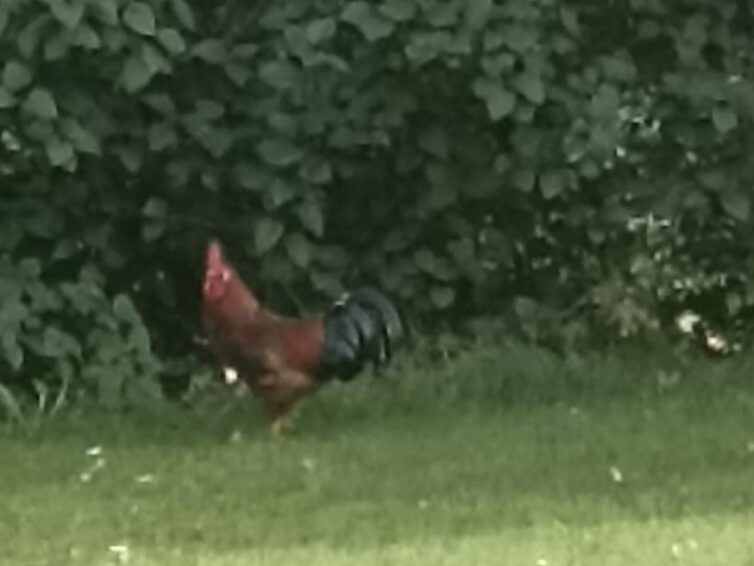 Besitzer/in gesucht!