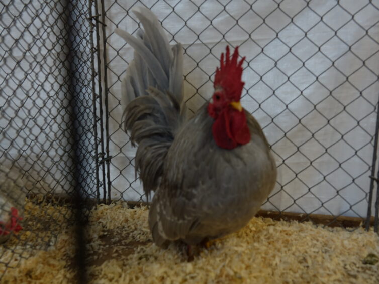 Matthis Mühlenfeld zum 3. Mal Jugendbester Geflügelzüchter