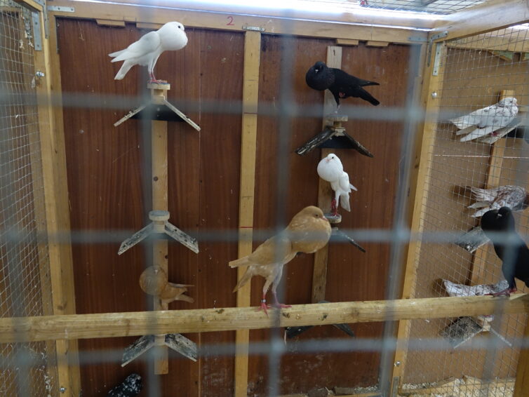 Rassegeflügelschau in der Halle Rodekohr in Wietzen