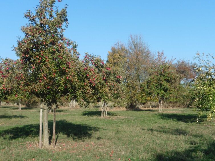 Landkreis unterstützt Gehölzanpflanzungen mit neuem Förderprogramm