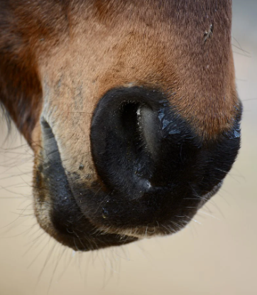 PM vhs Nienburg: Physiotherapie beim Pferd