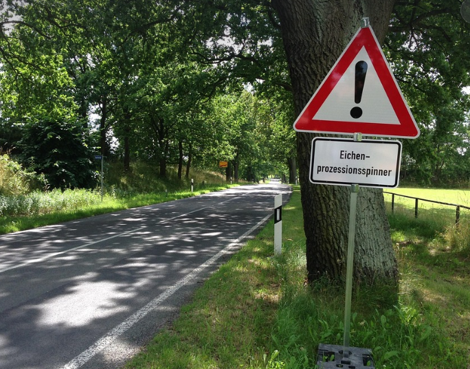 Meisen als Prävention gegen den Eichenprozessionsspinner