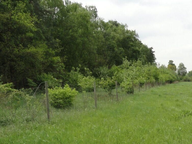 Förderung der Anlage von Gehölzstrukturen im Landkreis Nienburg/Weser